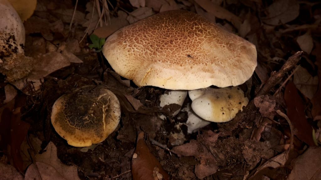 Tricholoma lascivum???in collina a giugno